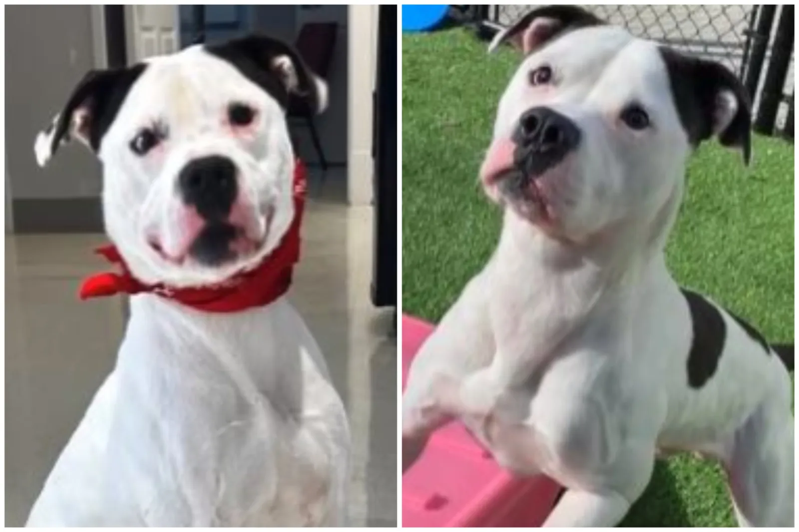 Dog Shot, Left for Dead Looking for Forever Home: ‘All He Wanted Was ...