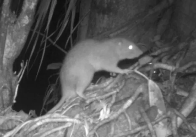 Mysterious Rare Giant Tree-Dwelling Rat Captured on Photo for First ...