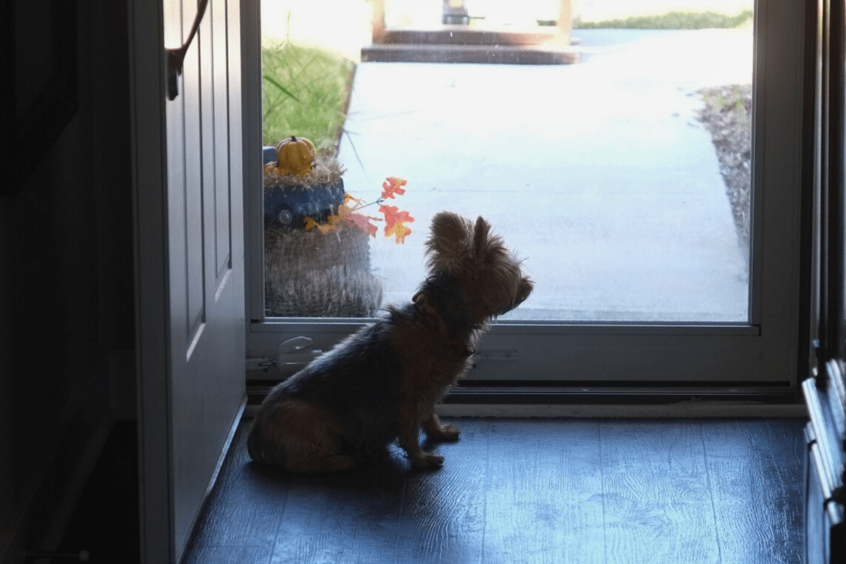 Pet cam captures dog's reaction to open door: "Cogs turning in his brain"