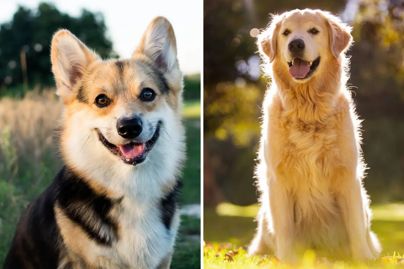 Best of Both Worlds Dog Breed: Perfect Blend of Traits Unveiled
