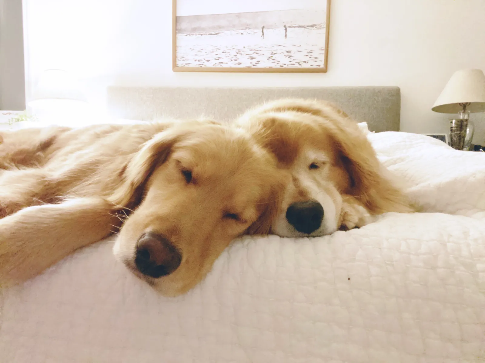 3D-print dekbedovertrekset, Golden Retriever beddengoed, dekbedovertrek