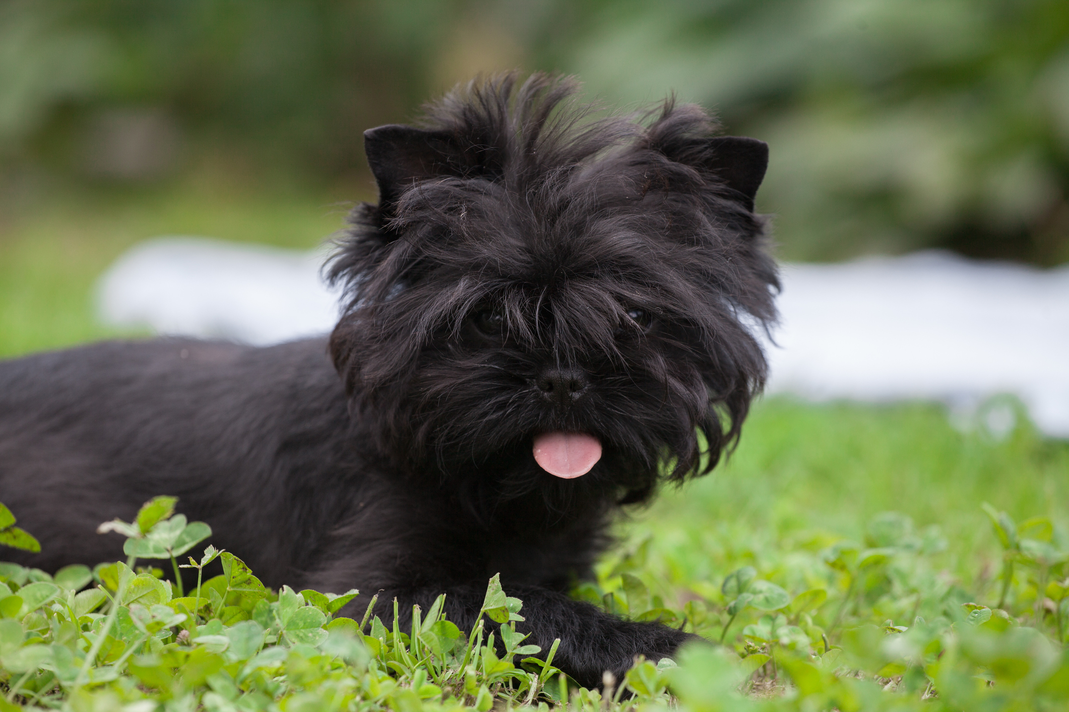 Can You Be Allergic to Different Breeds of Dogs? Surprising Facts!