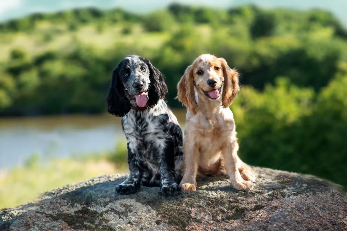 Hearts Melt as Dog Owner Gets Spaniel Her Own Puppy: ‘Best Decision ...