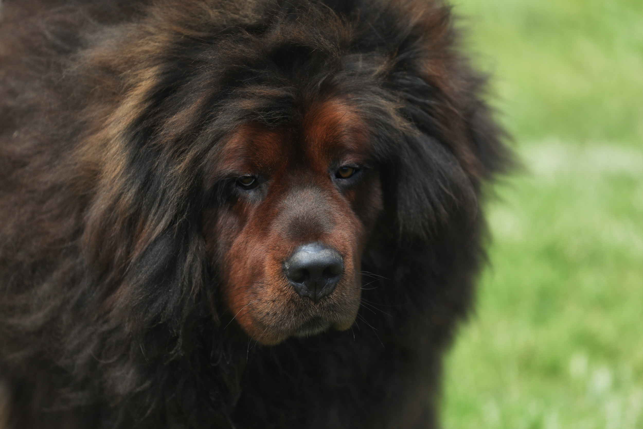 Giant Dog Shocks Internet in Video Seen 5M Times: 'Whose Horse Is
