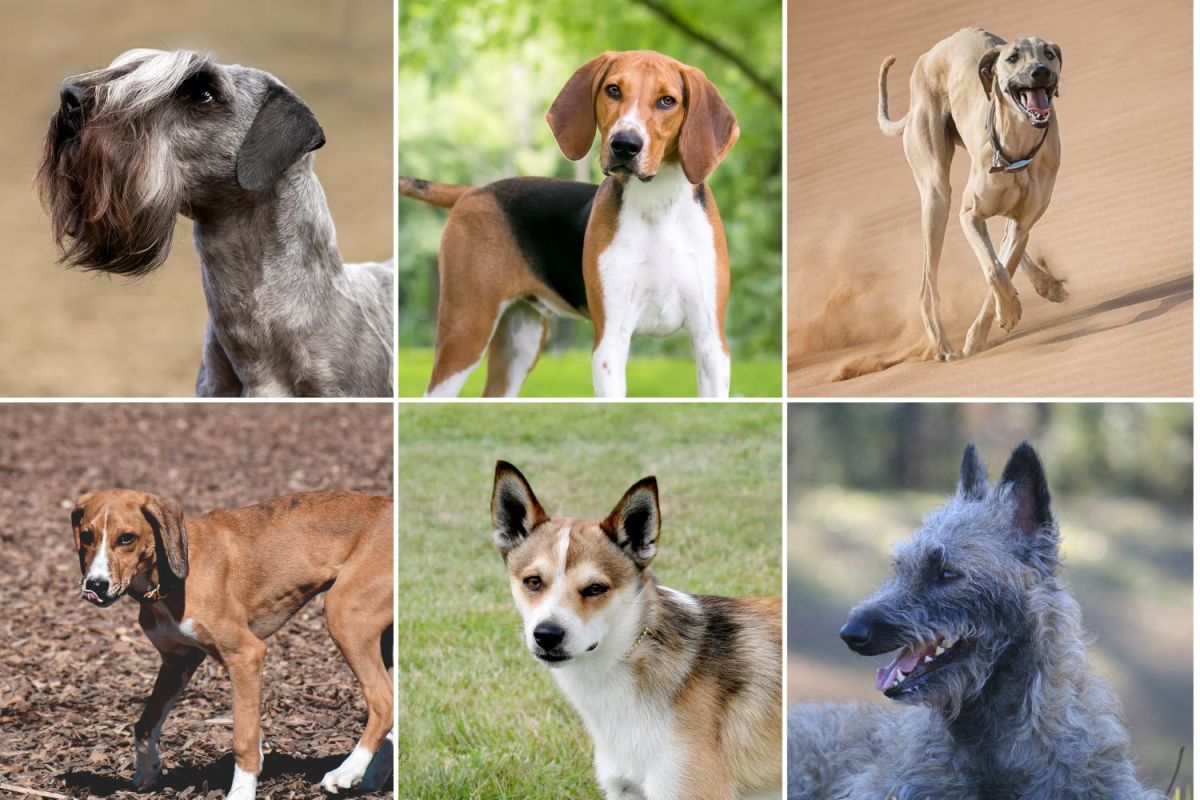 How Many Breeds of Dog: Discover the Ultimate Breed Count Today