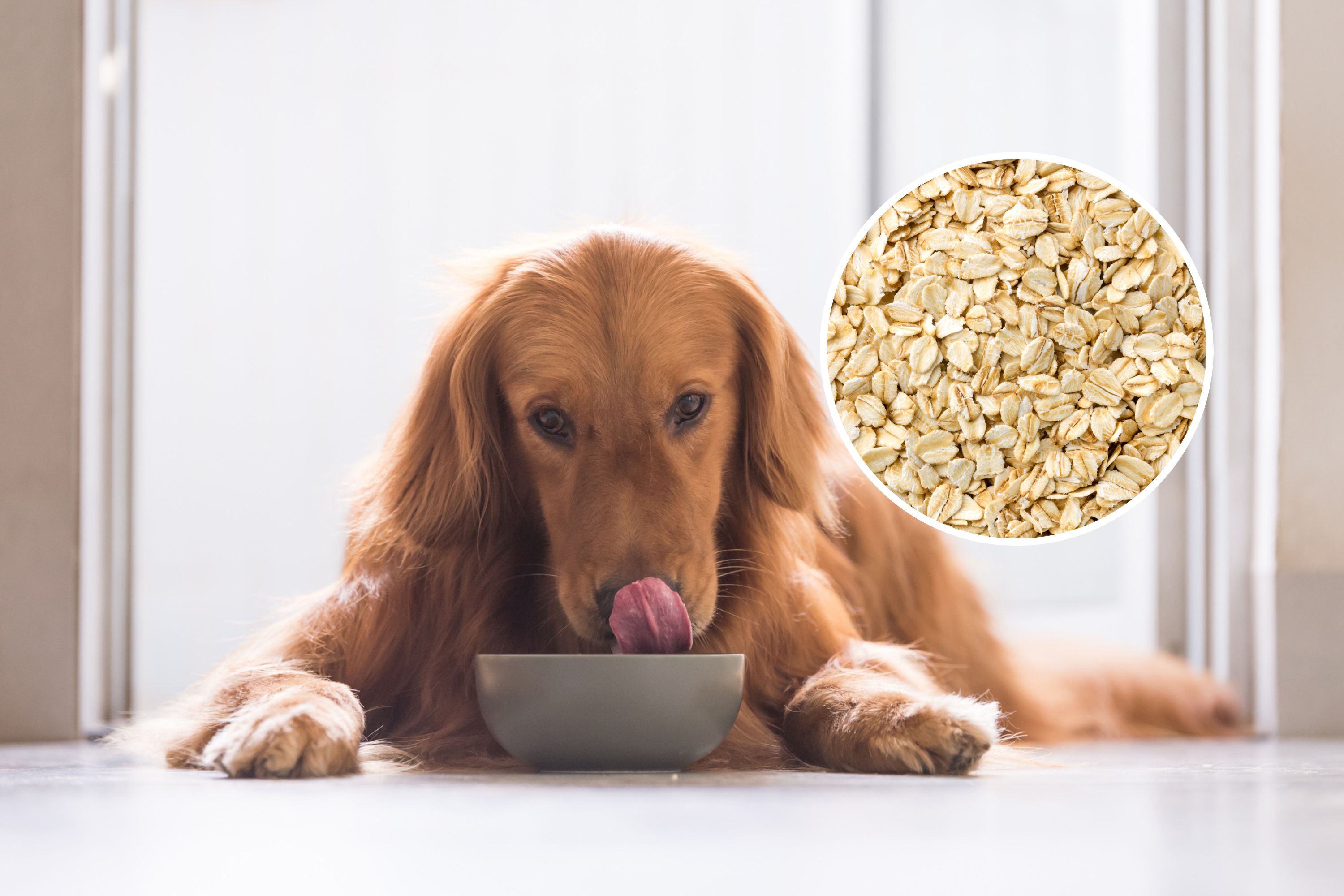 make oatmeal oatmeal is good for dogs