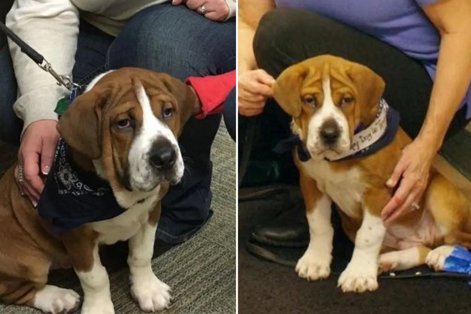 People Are Obsessing Over This Rare Dog Breed Mix - Newsweek, image size:1599x1066