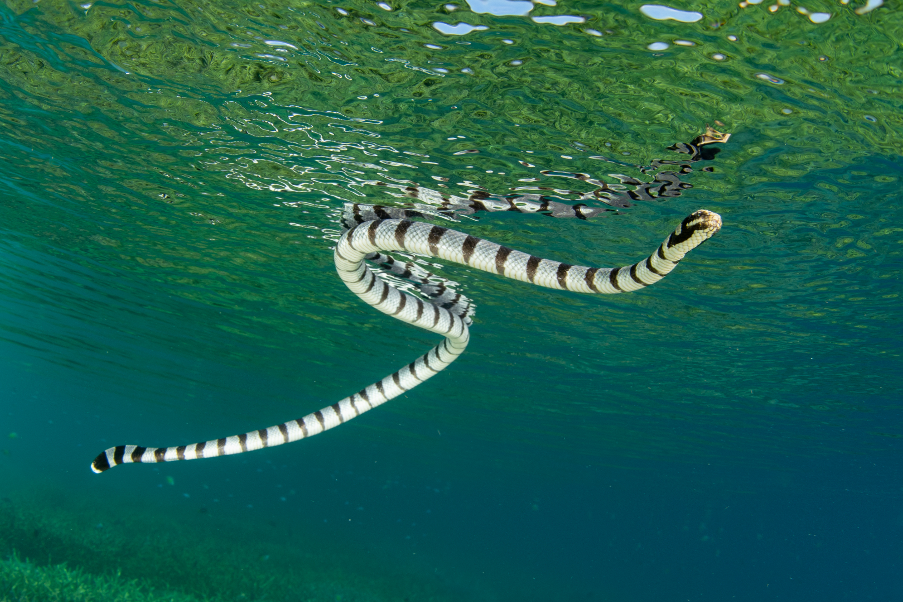 Male Sea Snakes Evolved Big Eyes to Ogle at Females - Newsweek