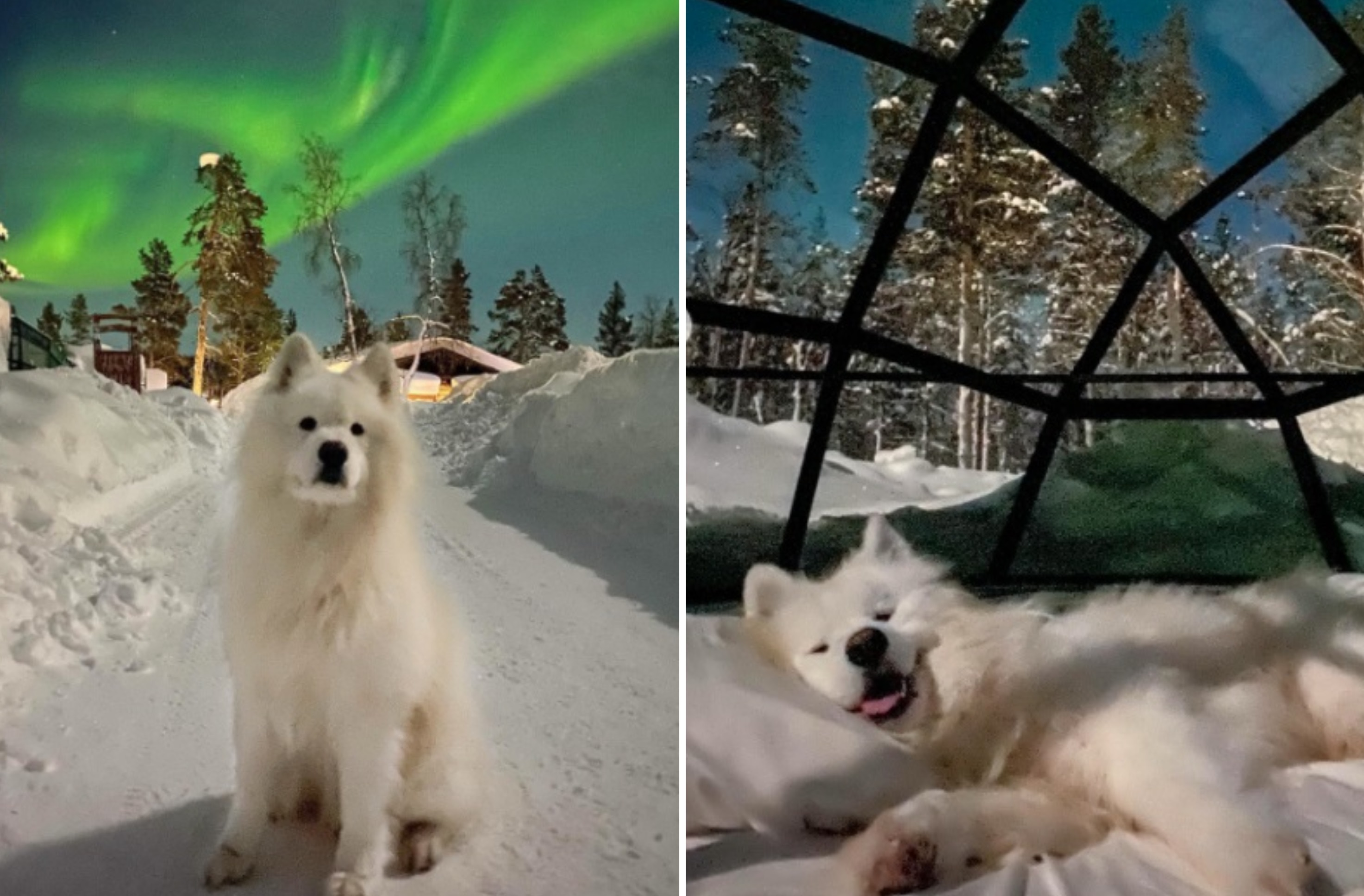 Dog Seeing Northern Lights for First Time Delights Internet: 'The