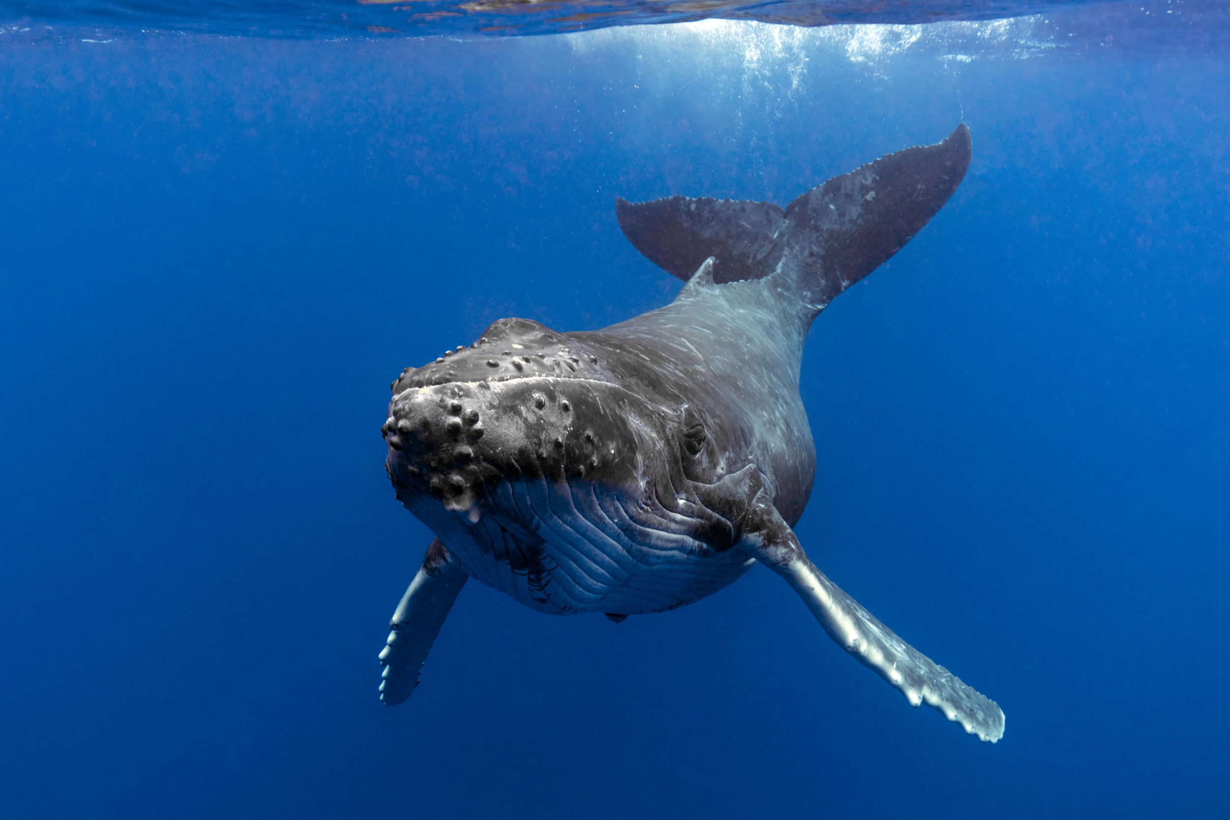 Scientists Talk With Whales for First Time in Practice for Meeting
