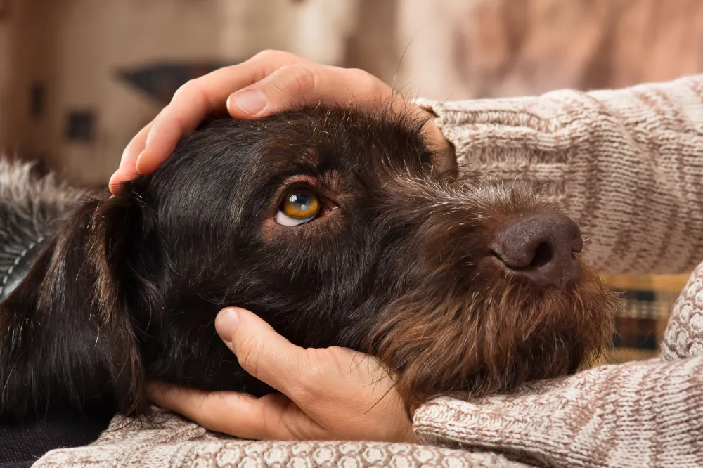 Scientists Debunk Scientists Debunk Idea That Dogs Can Communicate With Talking Buttons ...
