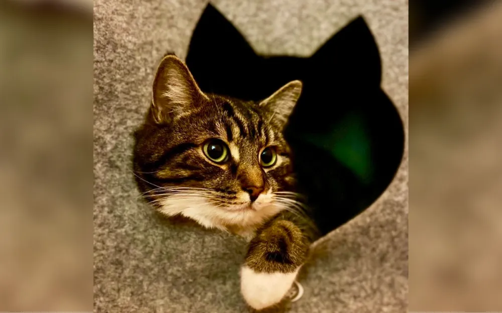 Little Boy Sends Adorable Letter To Rescue Cat Next Door: ‘Best Friends ...