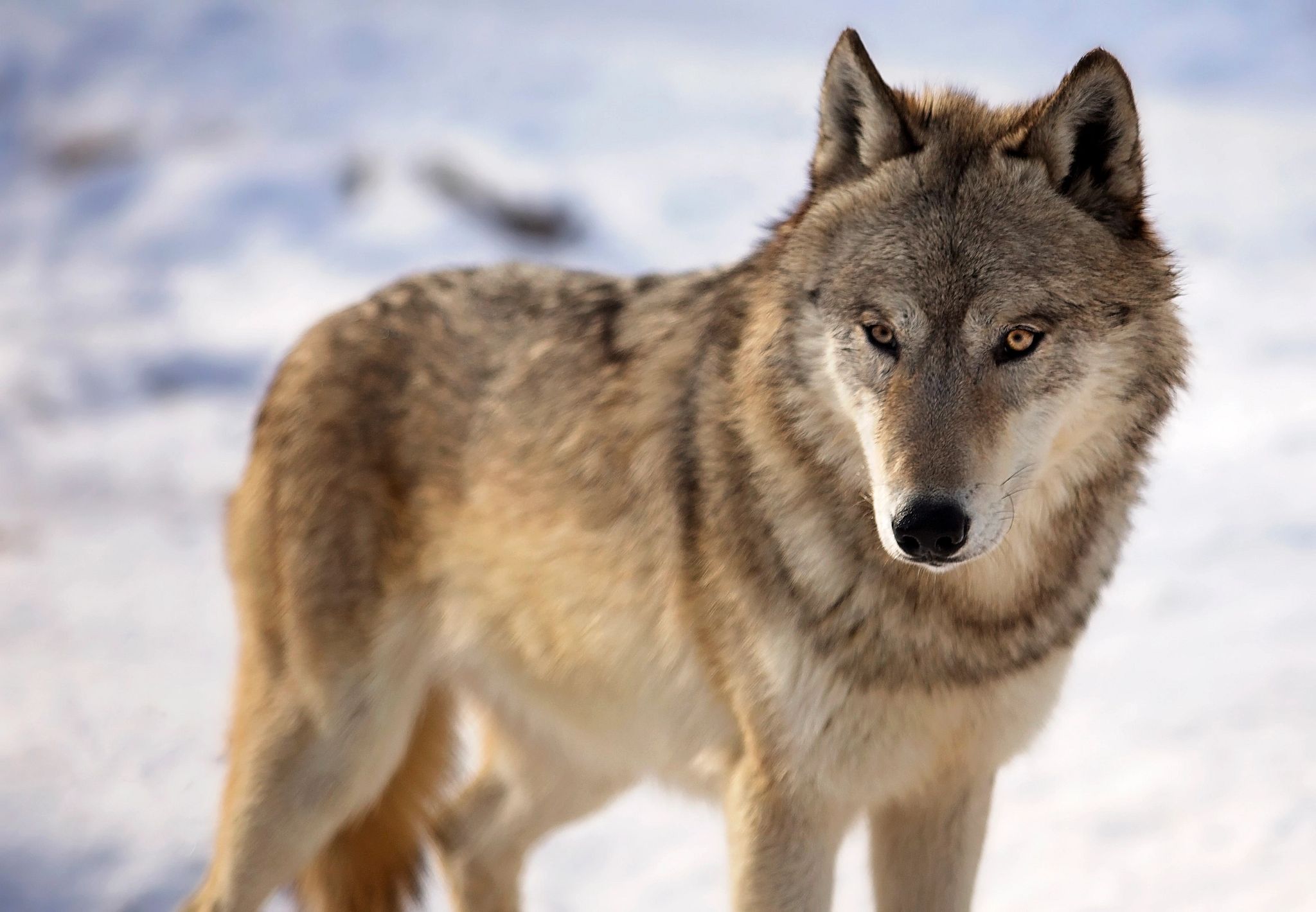 Ranchers Prepared to Immediately Shoot Wolves If They Cross State