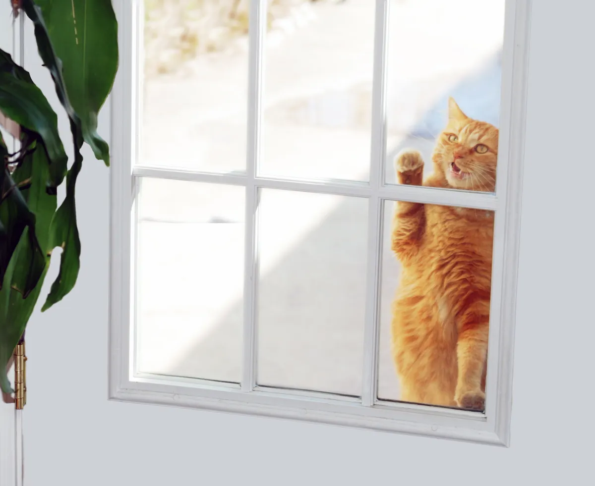 How Neighbor’s Cat Hilariously Begs To Be Allowed In: ‘Persistence Is ...