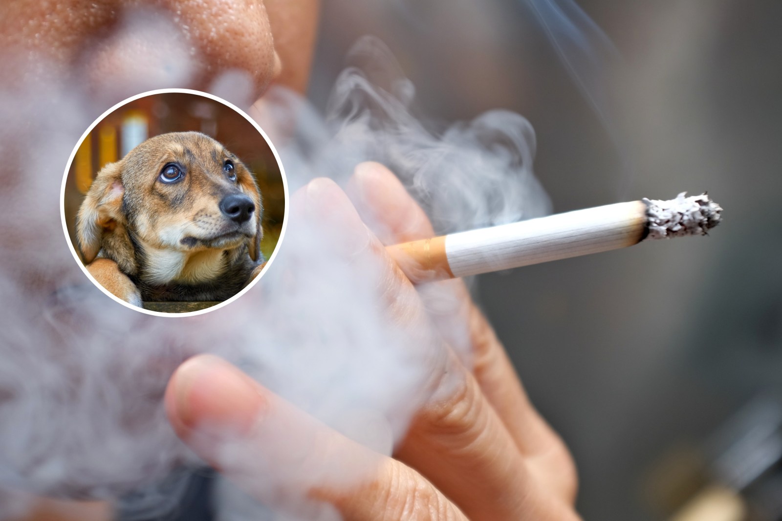 tobacco dogs Stop Smoking Altogether,' Dog Owners Warned