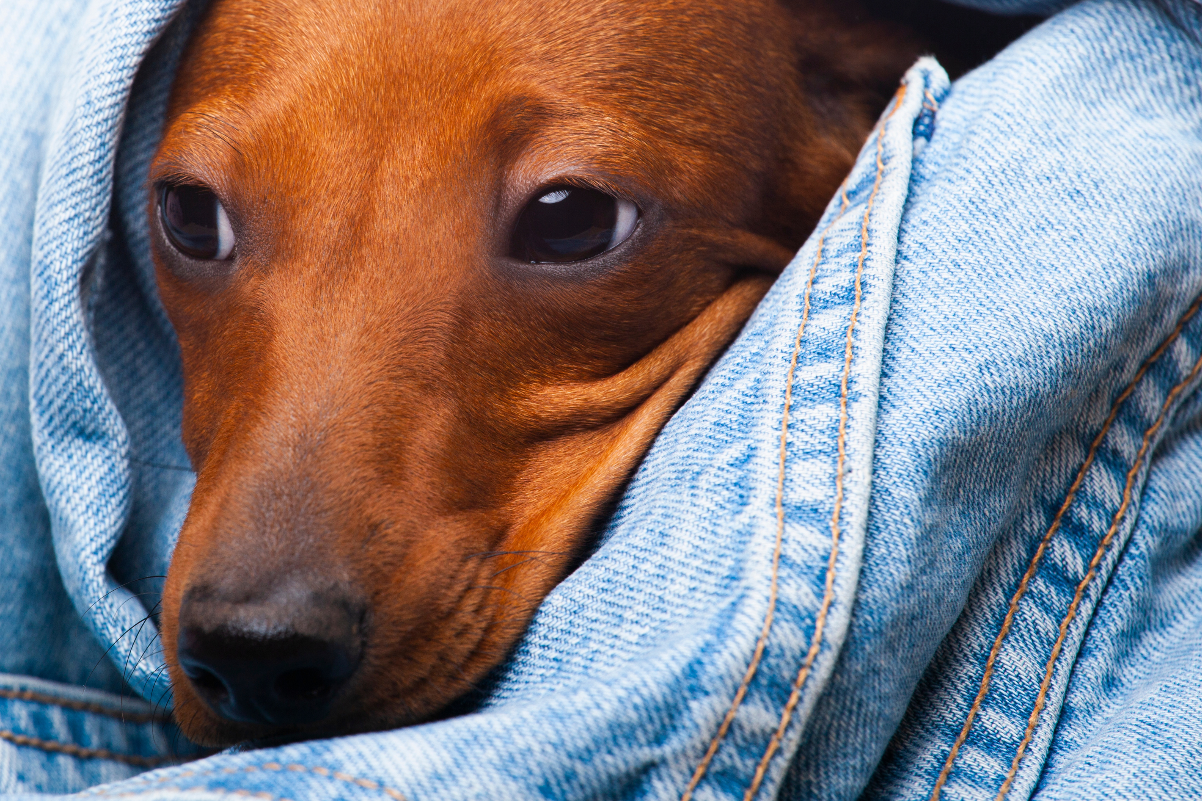 Owner Hears His Dachshund Crying In Bathroom—Can't Believe What He