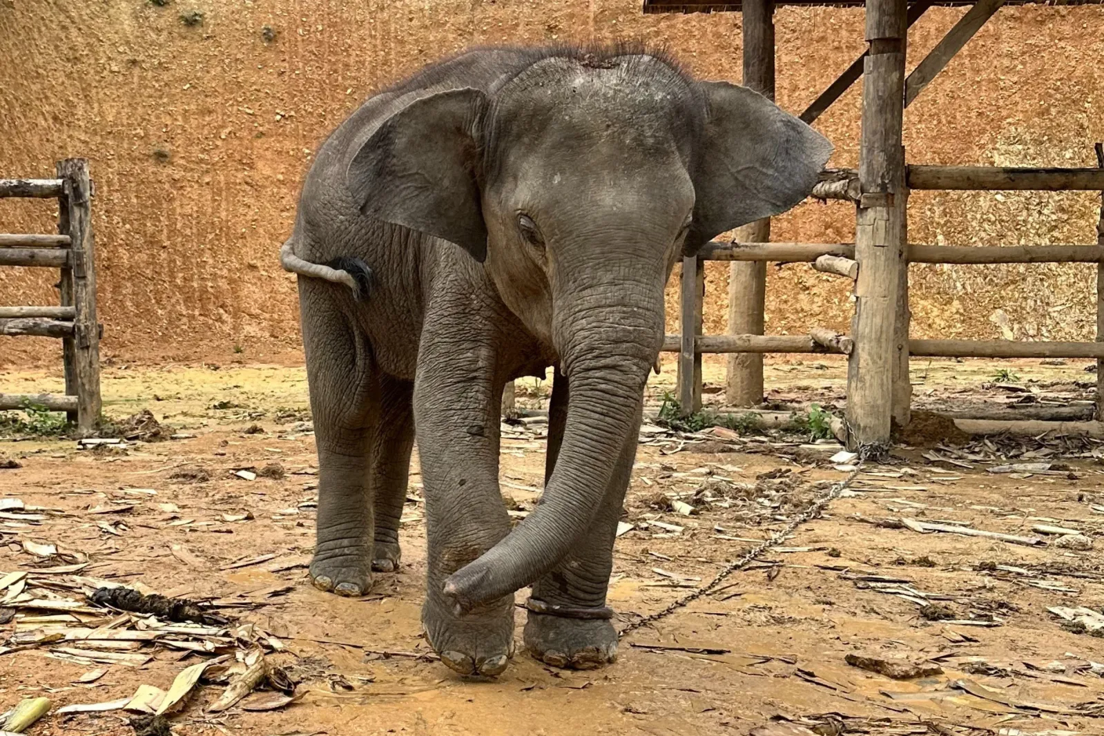 Elephant Bought From Tourist Hot Spot to Be Freed Into 4,500-Acre Sanctuary