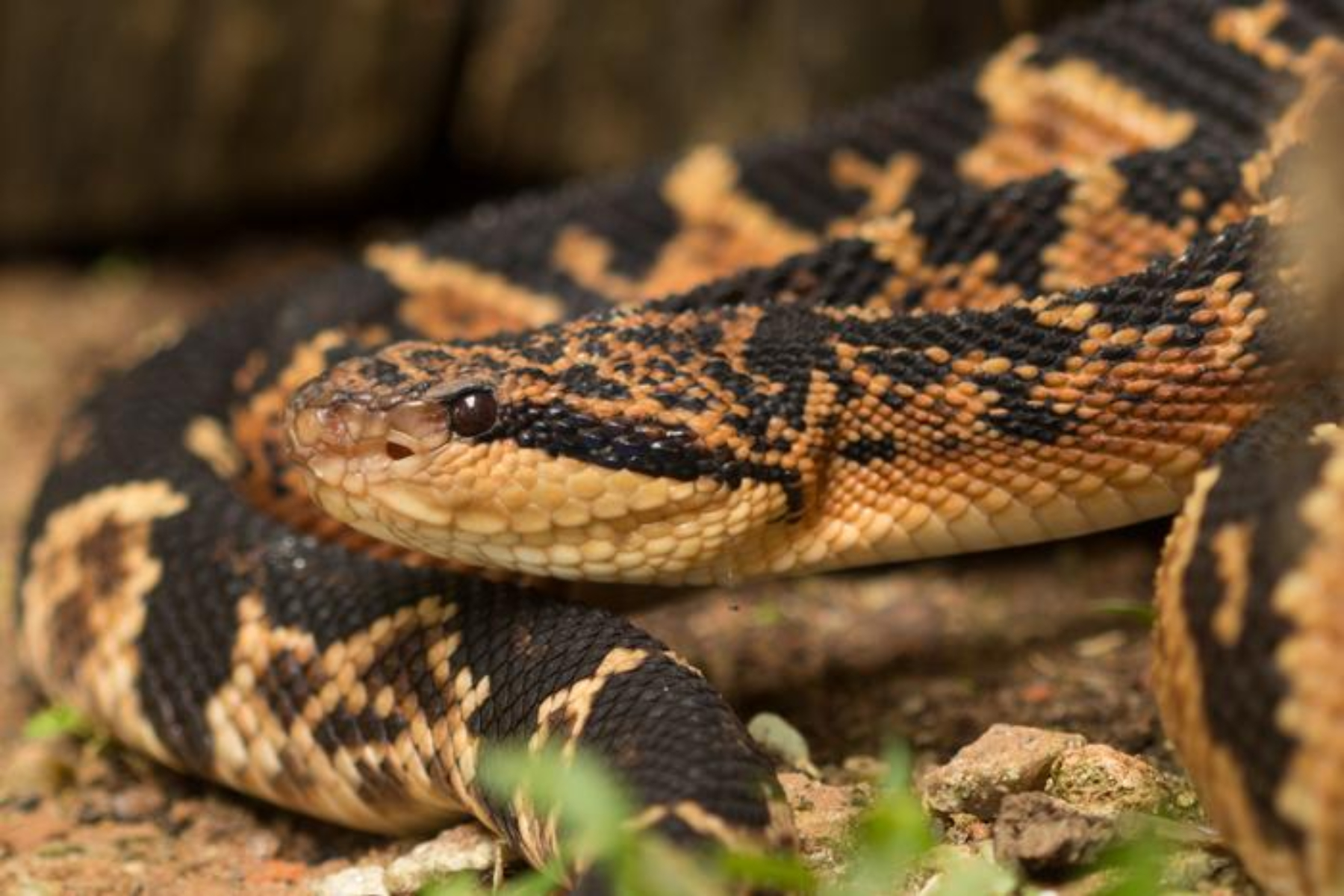Scientists Discover Snake Venom That May Help With High Blood