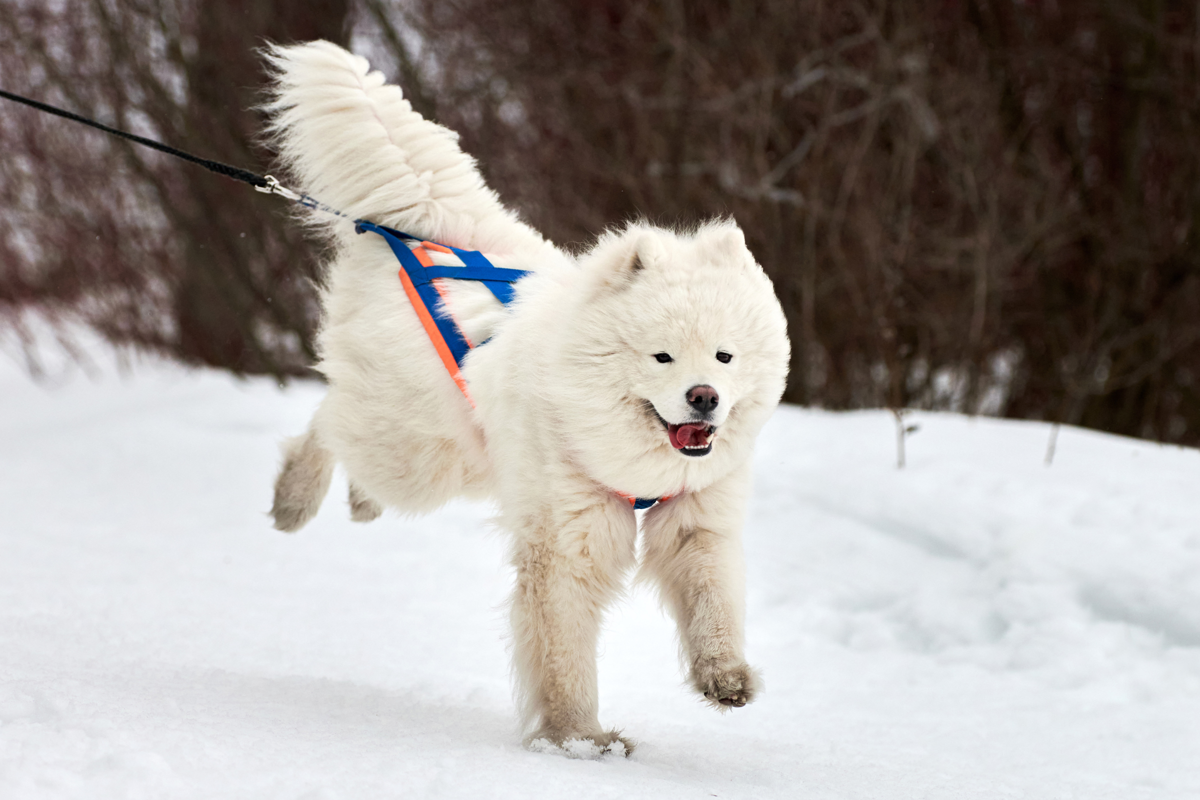Skiing Samoyed Hitting The Slopes Delights Viewers Online - Newsweek