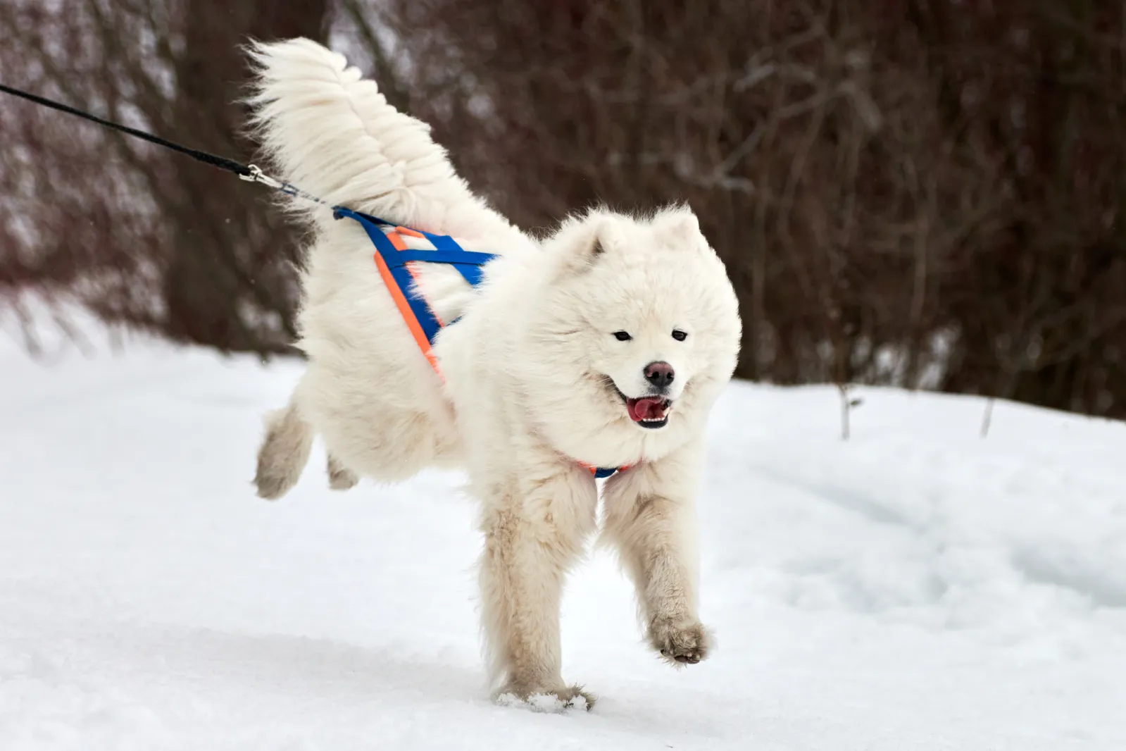 samoyed サモエドnugu ヌグ　フリース Snapinsta.