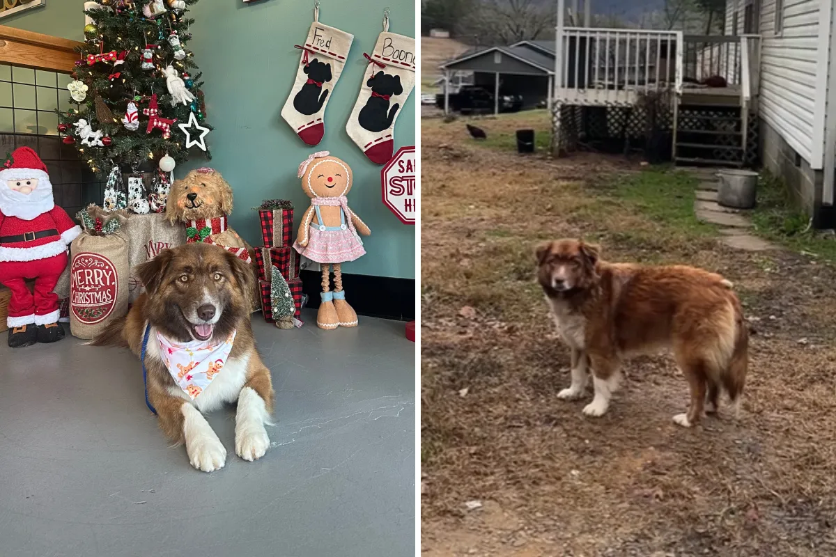 Tears as Abandoned Dog Patiently Waits on Porch for Owners Who Moved ...
