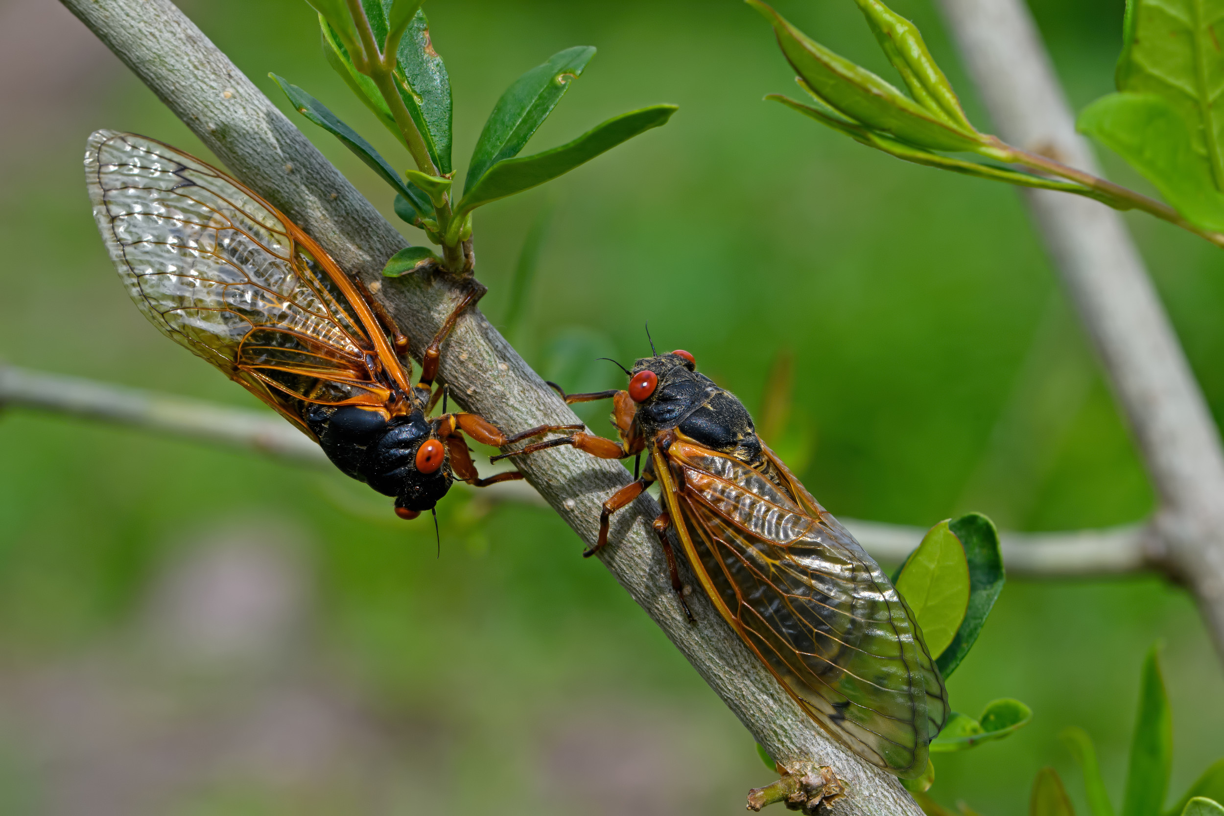 Rare Double Cicada Emergence Not Seen in 221 Years - Newsweek