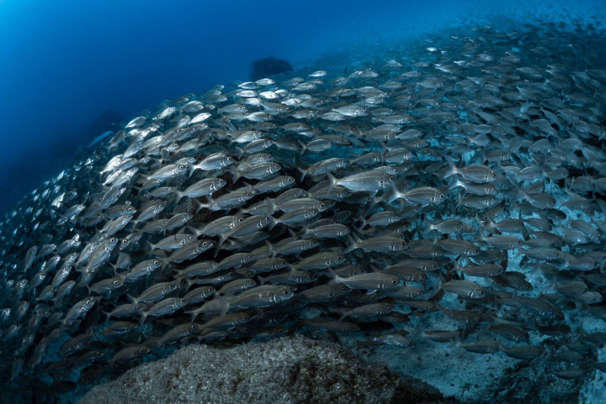 North Atlantic Fish Stocks Could Halve Due to ‘Hidden Vulnerability ...