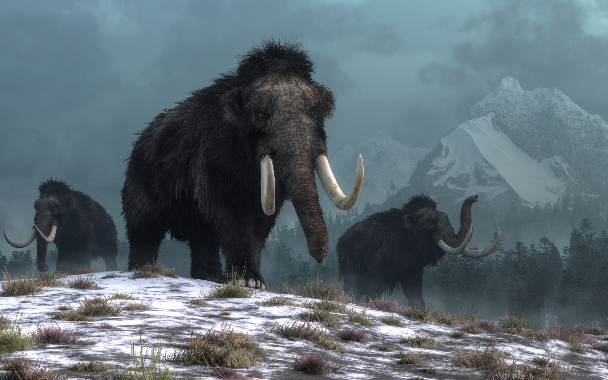 Scientists Reveal Woolly Mammoth's 600-Mile Journey Across North