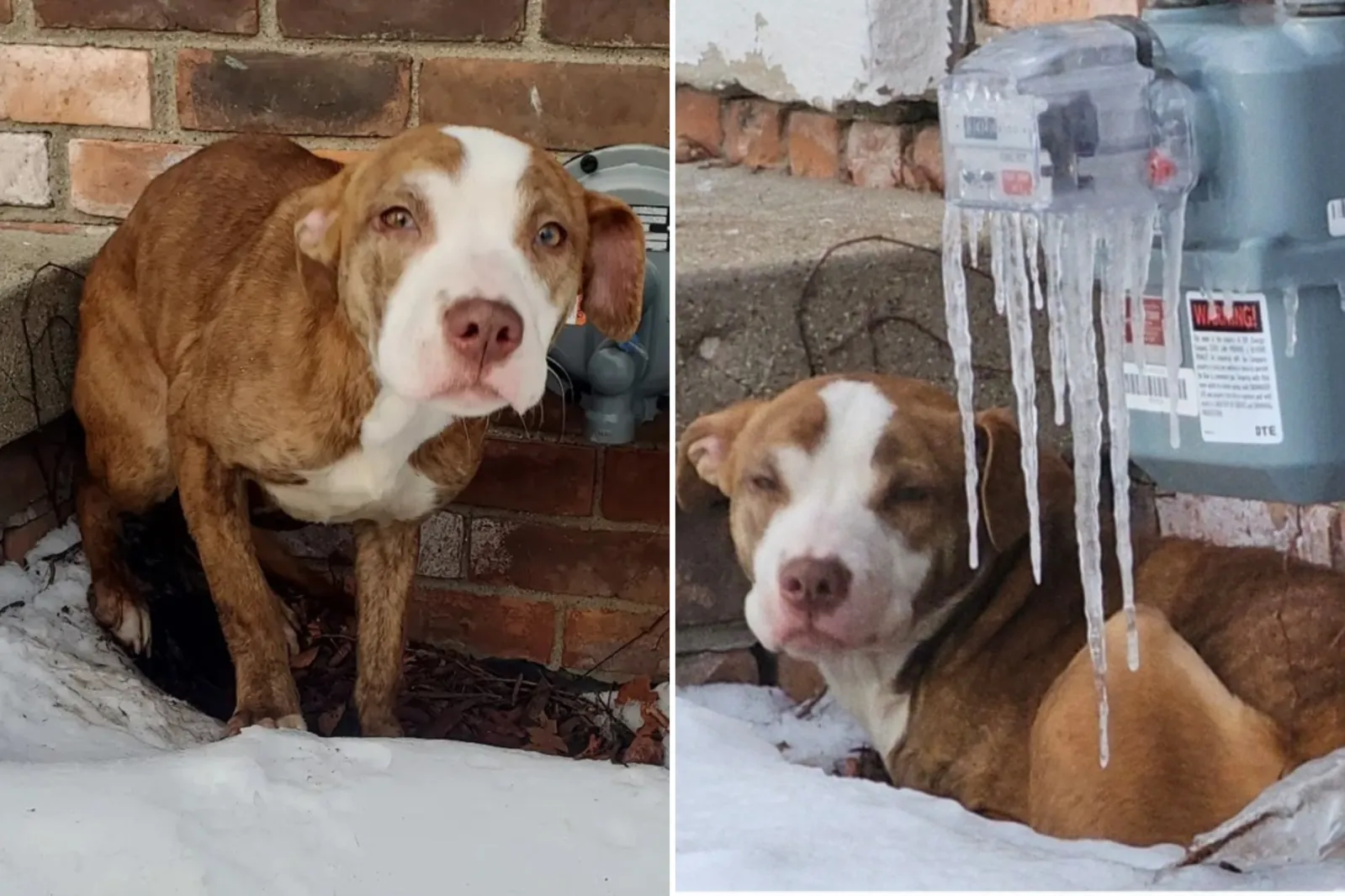 Shelter Rescues Dog Found 'Freezing to Death' Amid Arctic Storm in Shelter Rescues Dog Found 'Freezing to Death' Amid Arctic Storm in