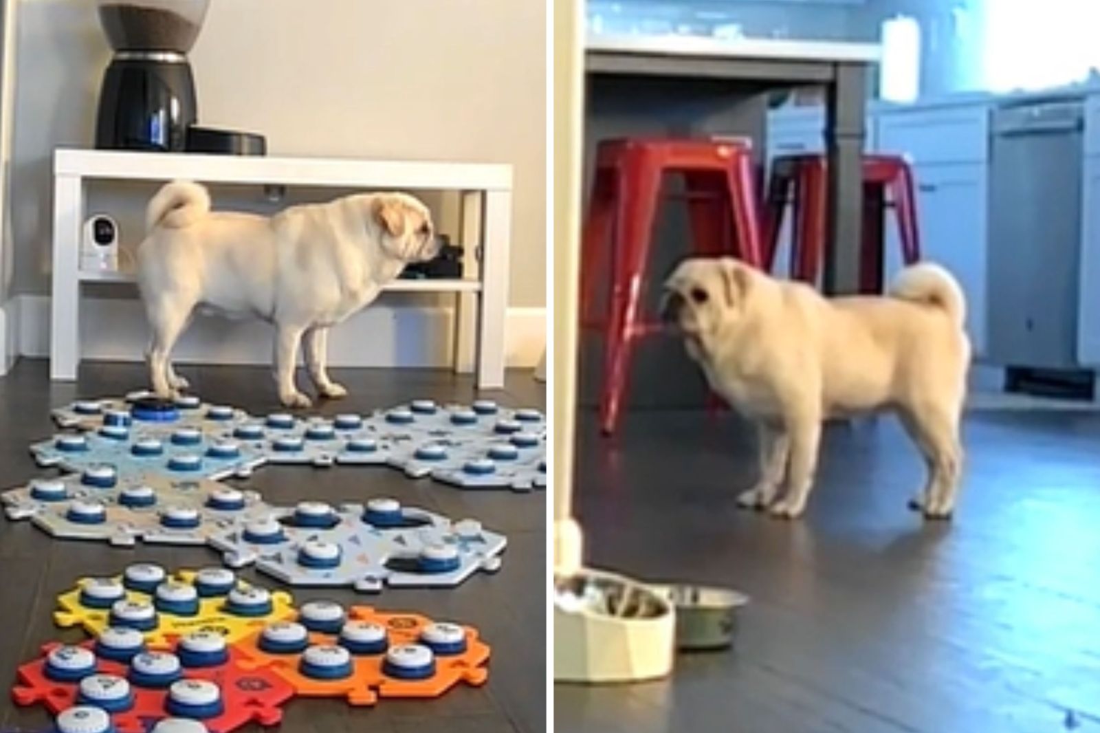 Pug Caught On Pet Cam Begging for Owner To Return While Home Alone, image size:1600x1066