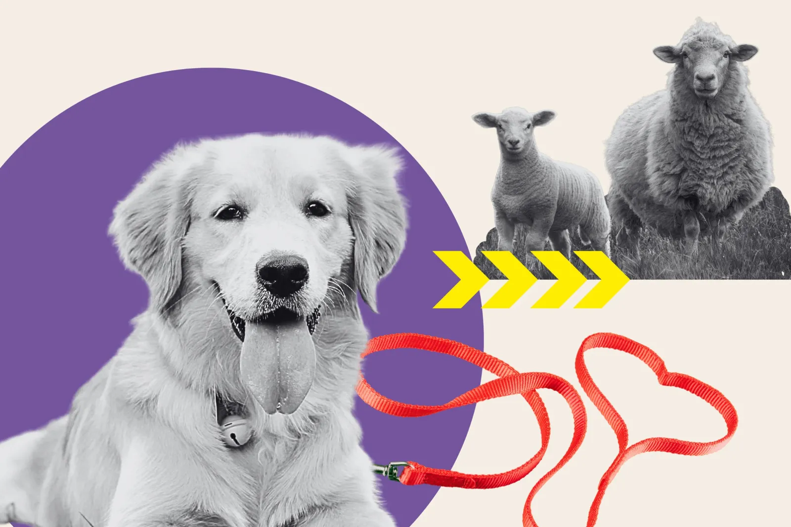 Border Colllie Handmade Original Cut Paper Collage Dog Art Herding Pose  Available - Etsy, image size:1600x1066