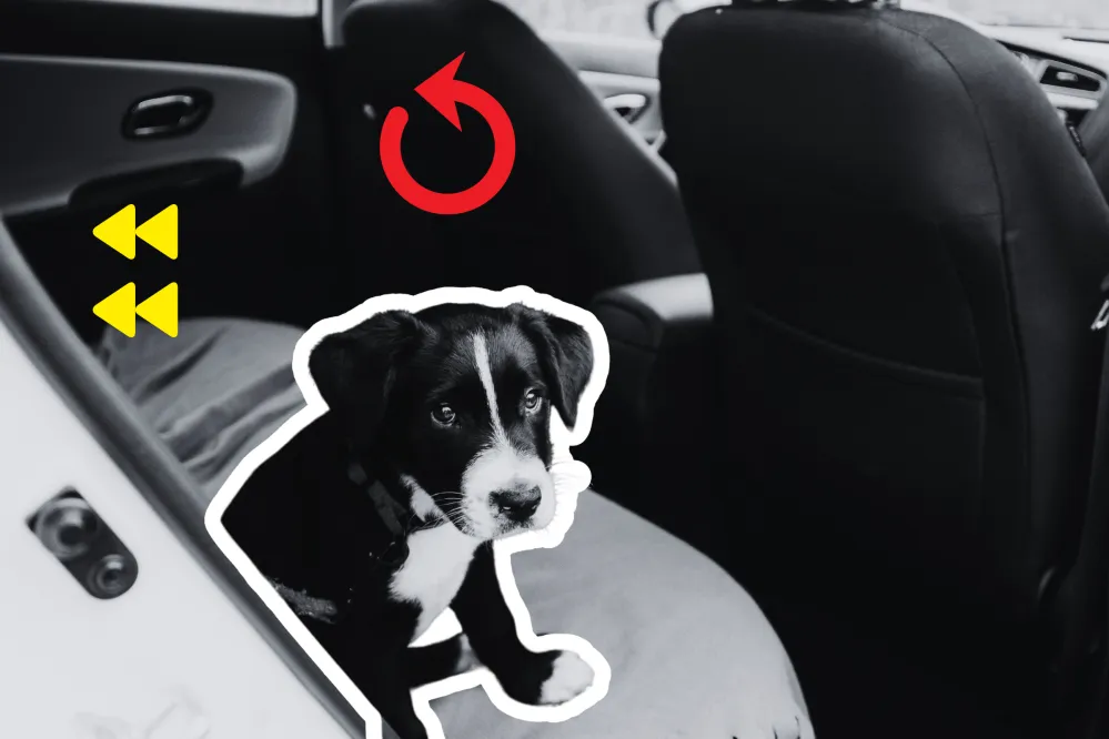 Image showcasing Why Abandoned Shelter Dog Refuses To Leave Car After Day Out Breaks ...