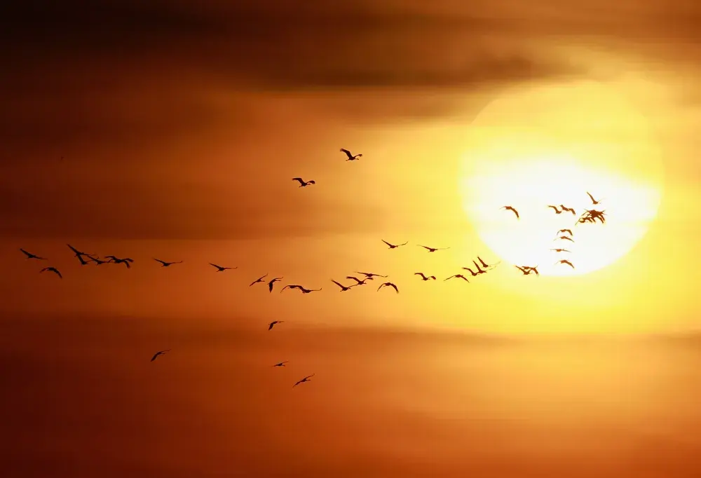 Endangered Bird Holds Key to Surviving Climate Change