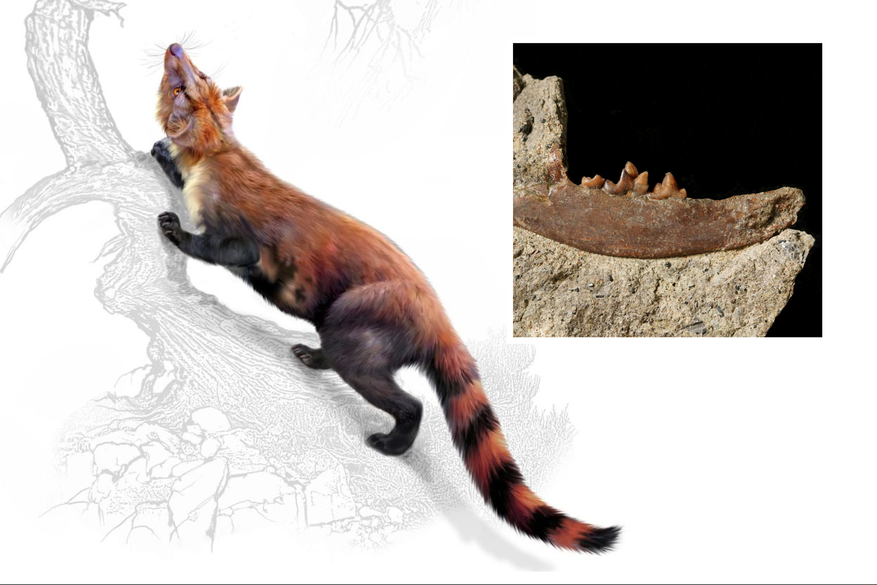 New and Unusual Catlike Animal From 33 Million Years Ago Found - Newsweek, image size:3000x2002