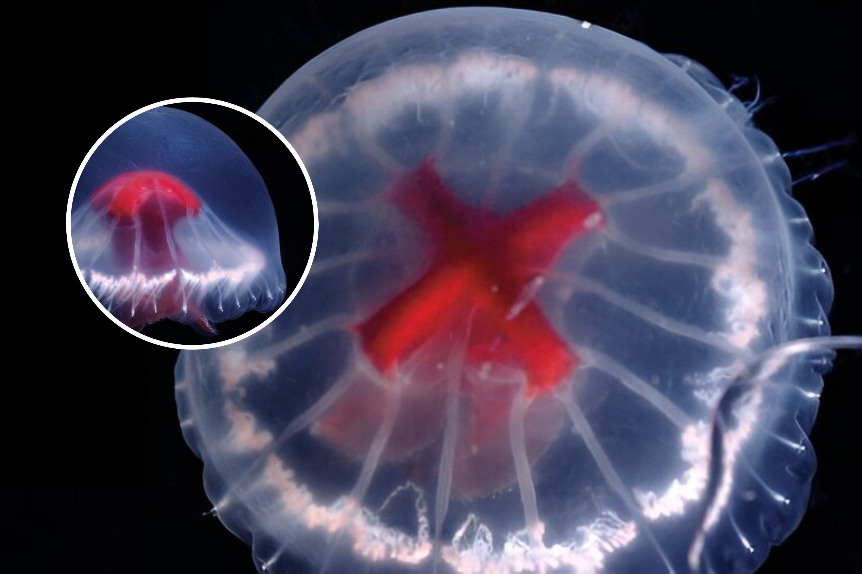New Jellyfish Species Discovered May Have an Arsenal of Unique
