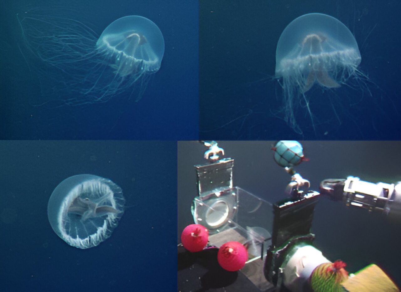 New Jellyfish Species Discovered May Have an Arsenal of Unique