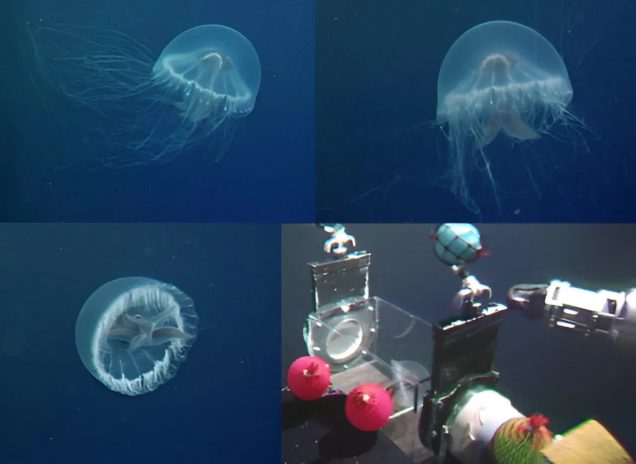 New Jellyfish Species Discovered May Have an Arsenal of Unique Venoms ...