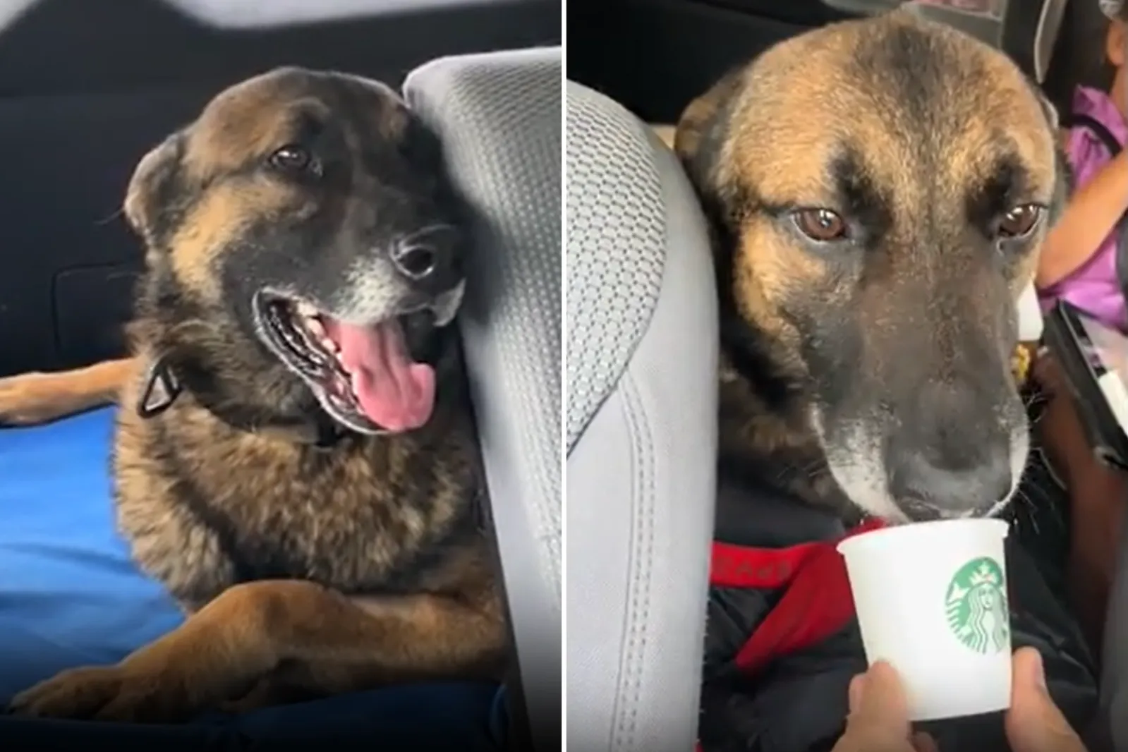 Ex-Military Dog Enjoys Very First Pup Cup After Retiring: 'Well