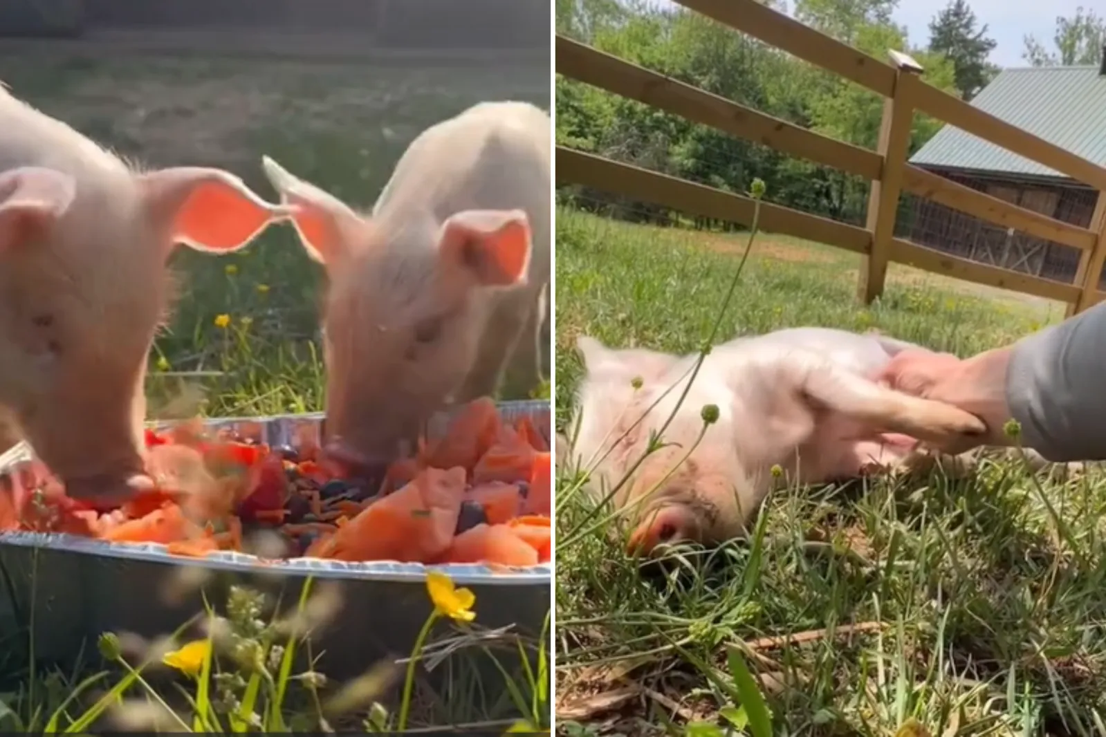 Retared Pigs Piglets Save Themselves From Slaughter With Daring Leap From Truck ...
