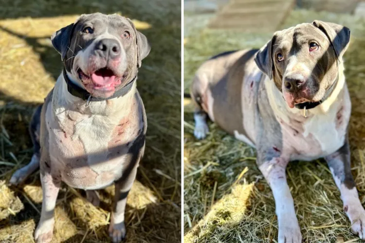 Pup ‘Too Heavy’ to Move Left in Freezing Rain After Being Attacked by ...