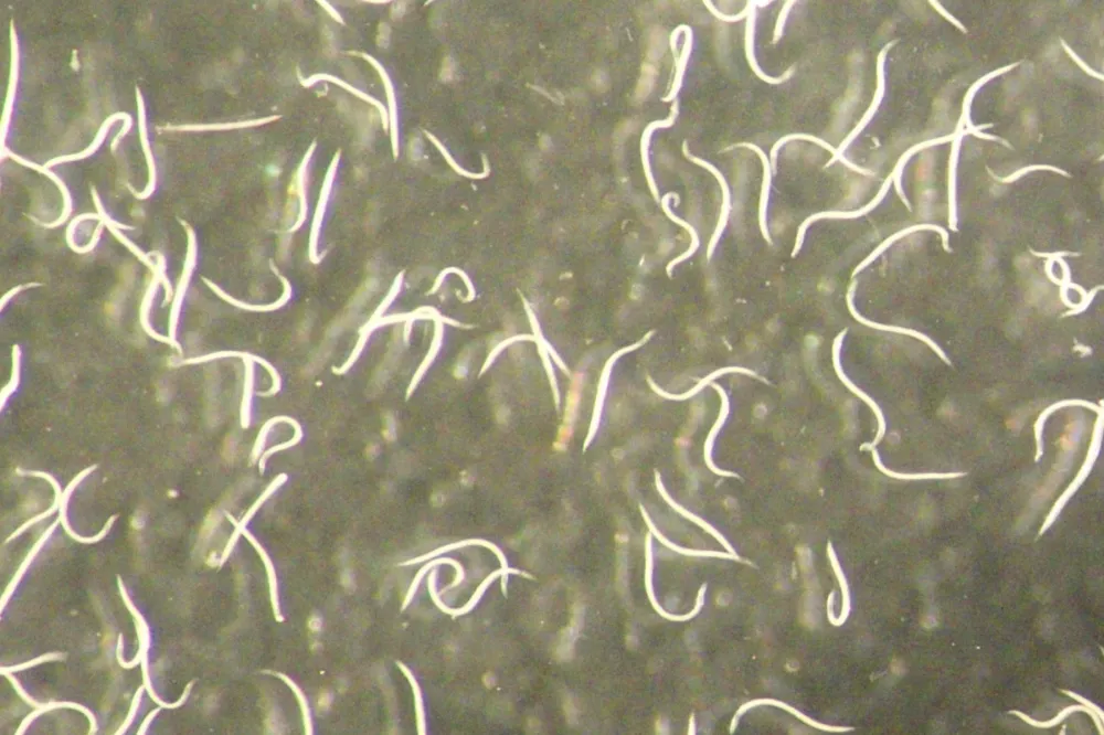 Scientists Discover ‘Fascinating’ Worm That Can Replace Pesticides ...