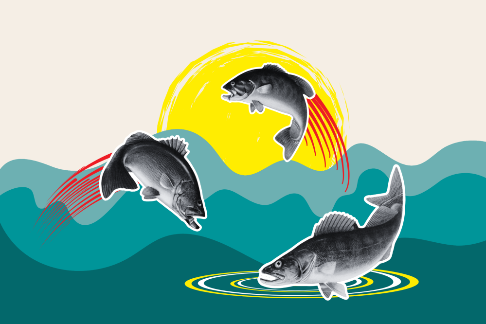 US Rivers Are Filling Up With Invasive Fish