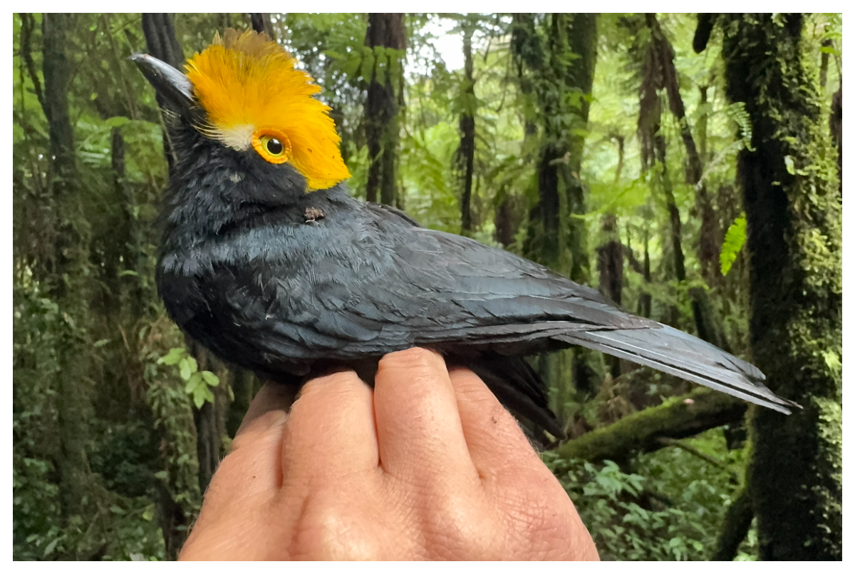 Lost' Tropical Bird Not Seen in 20 Years Caught on Camera - Newsweek