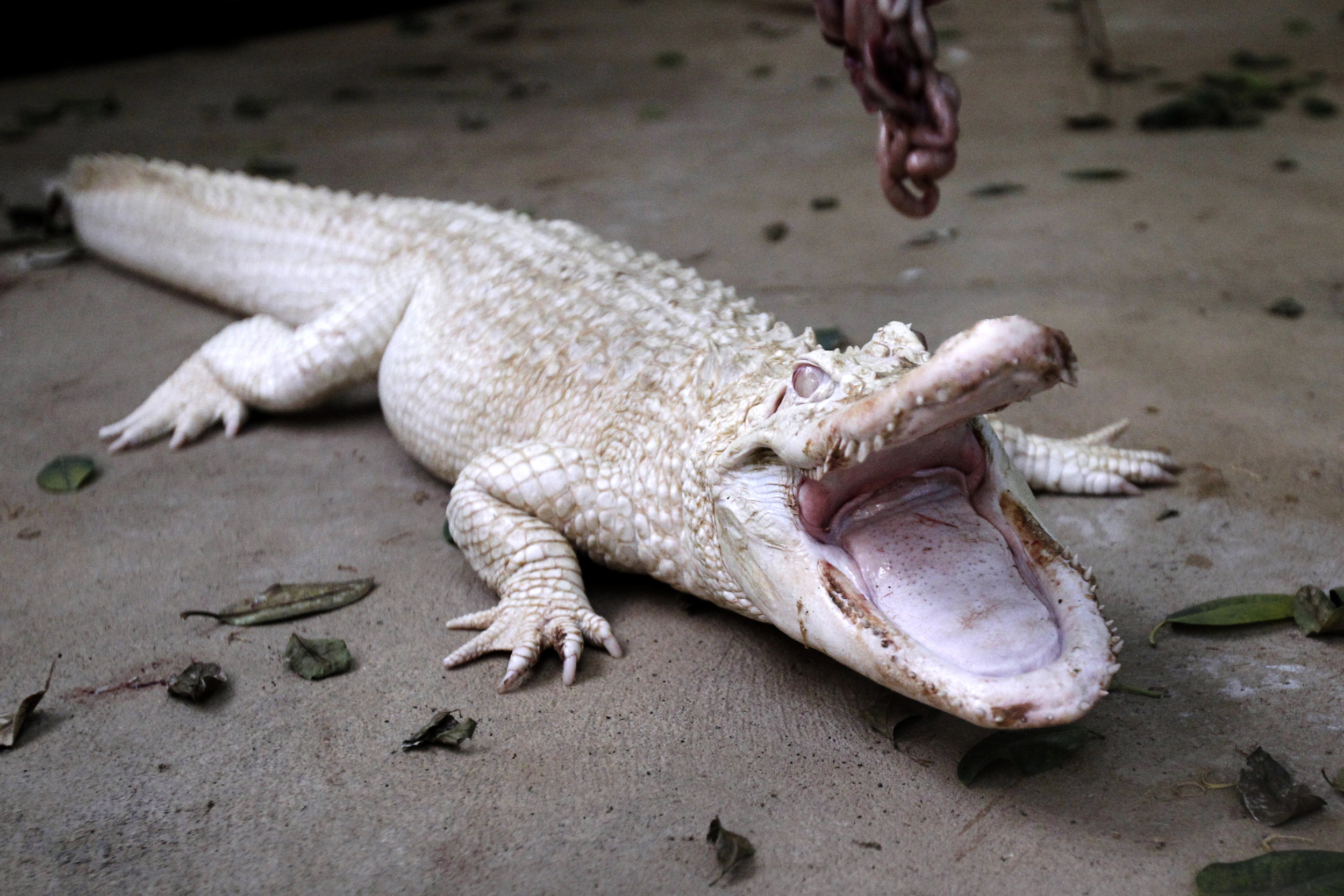 Rare White Alligator's Stomach Filled With Coins Tourists Threw in