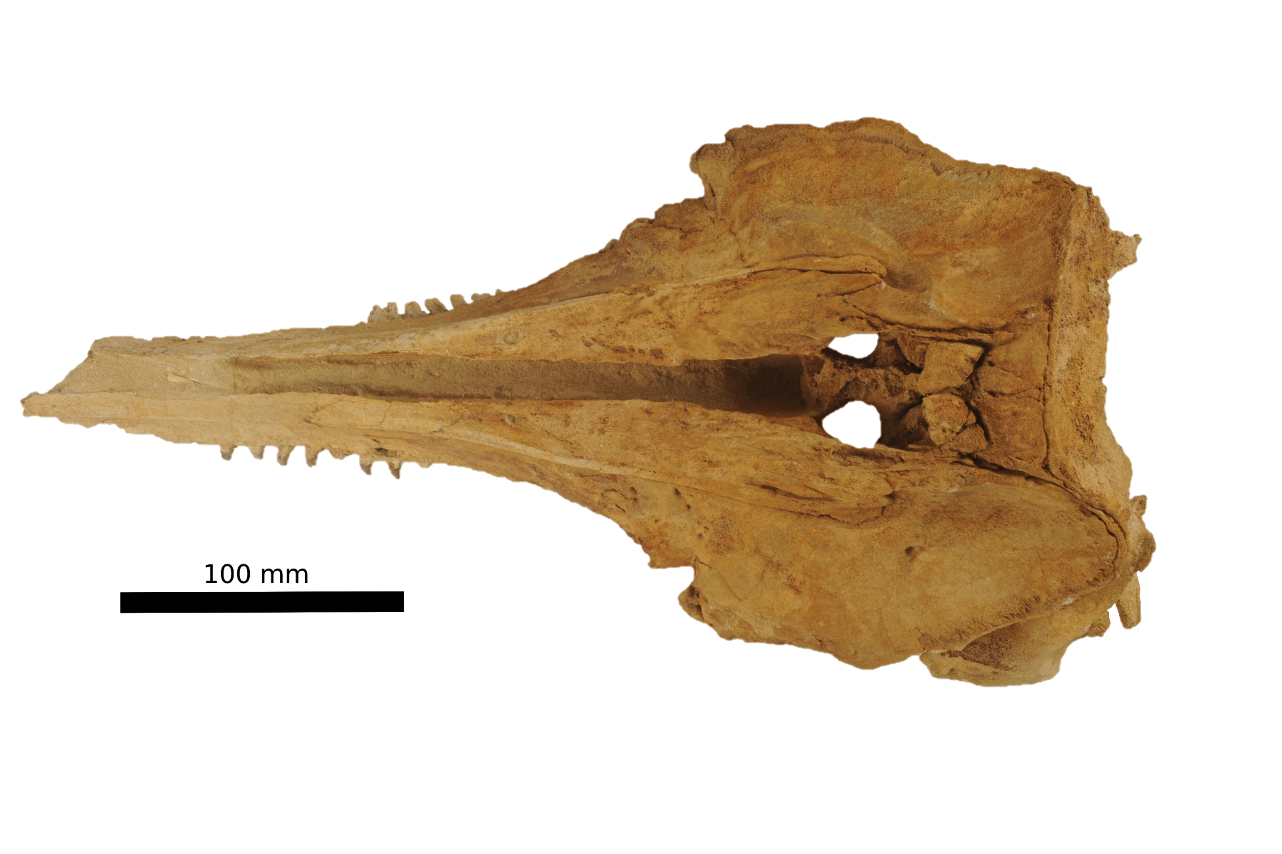 New Species of 'Unique' Prehistoric Dolphin Discovered - Newsweek