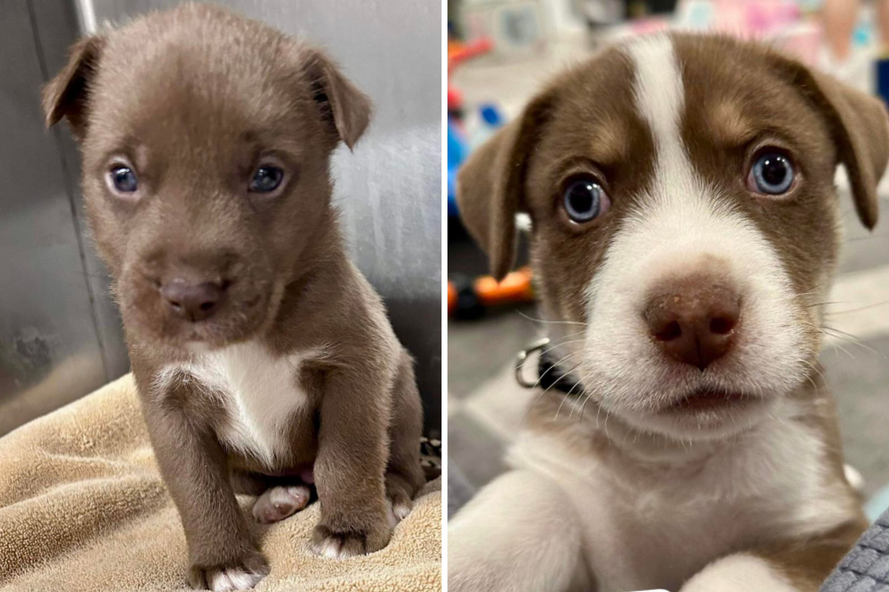 Refuge's Puppy Plea As They Are Overrun With 6 Litters and 2