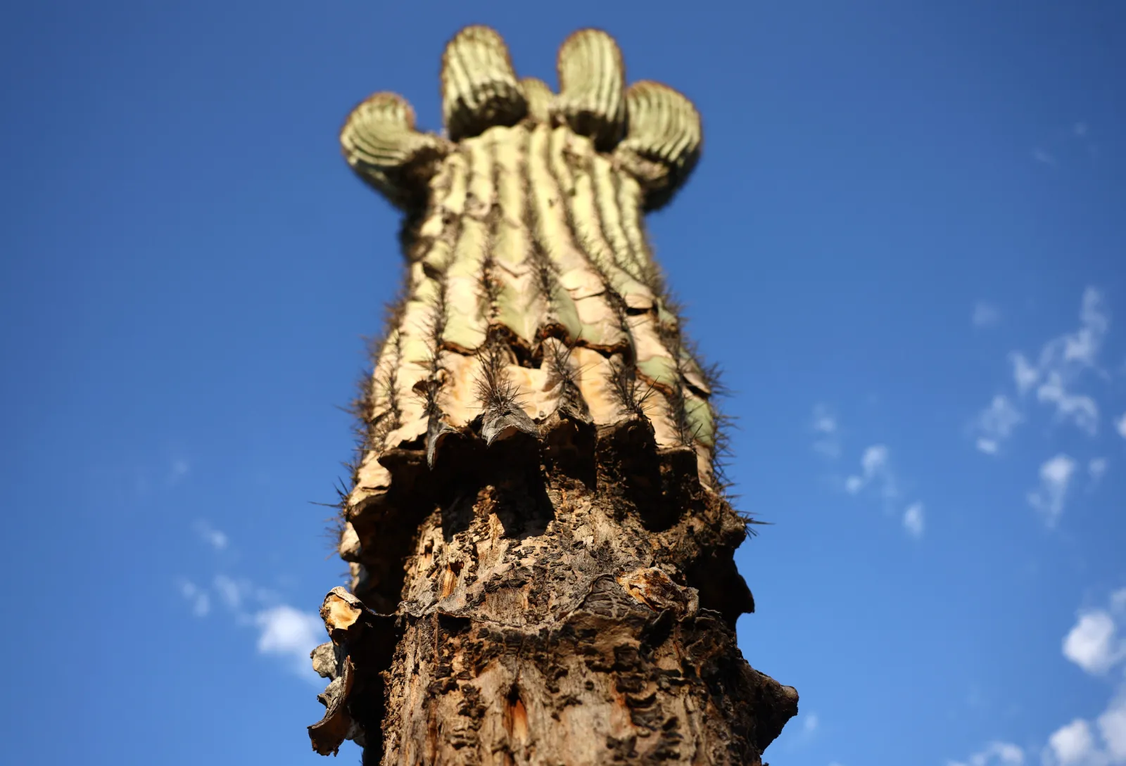 Cactuses Dying After Being Moved for Border Wall Sparks Concern - Newsweek