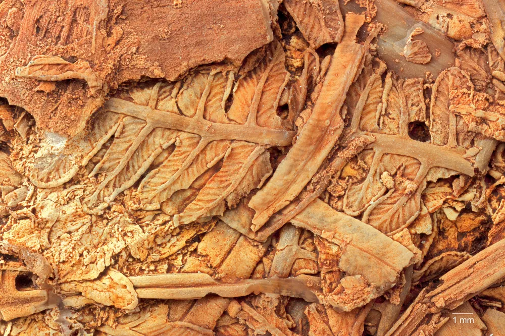 ‘Extraordinary’ Fossil Discoveries Reveal Plants From 30 Million Years ...