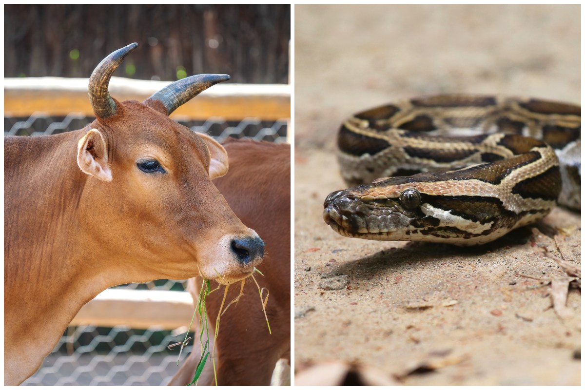 Phython Cow Cow Spotted With 4-Foot Python ‘Hanging Out’ of Its Mouth - Newsweek
