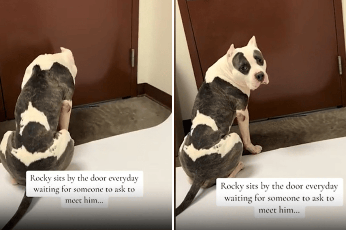 Shelter Dog ‘Waiting for Someone’ at the Door Every Day Finds Forever ...